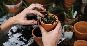 Potting Cactus